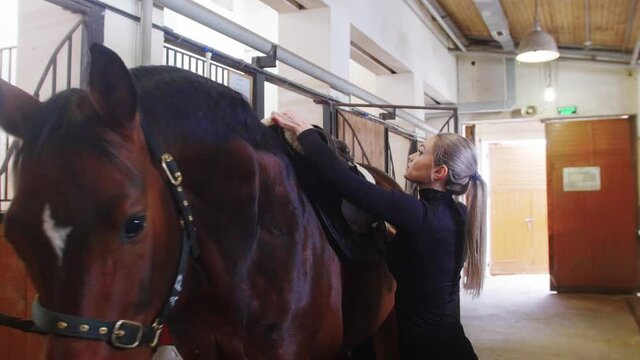 Equestrian sport - a woman in black clothes putting on a saddle on horse