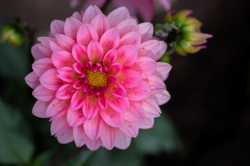 Fototapeta premium macro of pink flower with yellow center