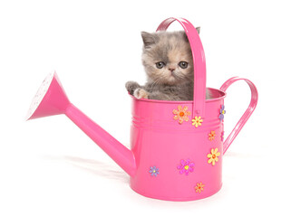 exotic kitten in a pink watering can