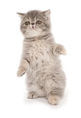 exotic shorthair kitten playing