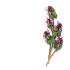 isolated bouquet of spring wild plants with pink flowers on white background 