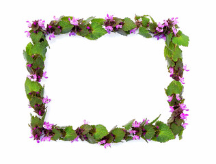 isolated frame from spring field plants with pink flowers rectangular shape on white background 