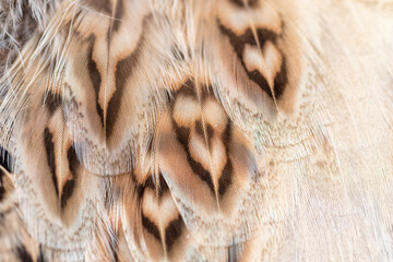 Brown hen pheasant feathers