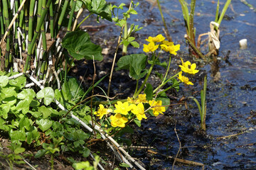 Wildflowers in springtime dotterbloem
