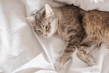 Fototapeta na wymiar A domestic striped gray cat lie on the bed. The cat in the home interior.