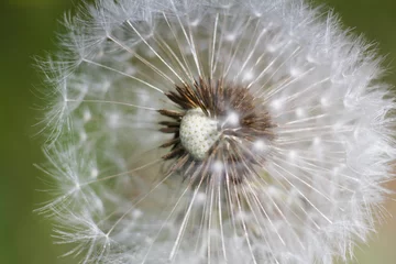 Foto auf Glas Pusteblume als Makroaufnahme im Garten © Heinz Beilharz