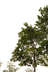 Interplay of elements of nature on a sunny day