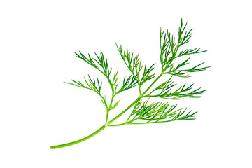 green branch of dill isolated on white background