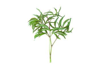 green sprig plant isolate on white background