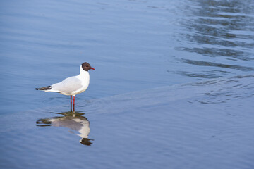 A bird standing alone in a pool of clear blue water