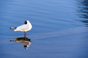 A bird standing alone in a pool of clear blue water