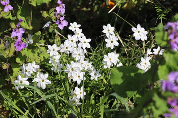 春の庭に咲くハナニラの白い花とムラサキハナナの紫色の花