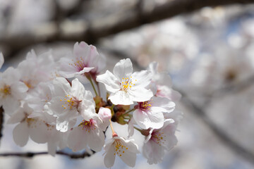 桜