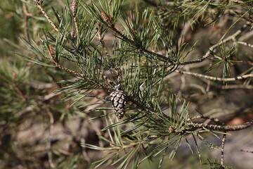 Cones and green needles on European pine