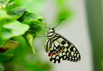 Butterfly on  leaves in  the park, Bangkok, Thailand.
