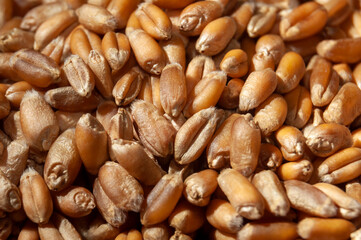 dry wheat seeds in the sun