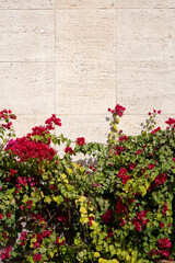 Fototapeta na wymiar Drillingsblume im Eram Garten, in Shiraz, Iran