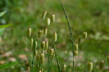 自然の草花たち