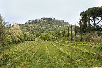Fototapeta na wymiar Vineyards and landscapes of the Italian province.