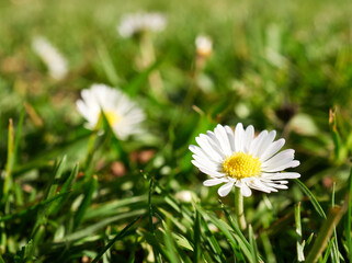 Obraz premium beautiful wild daisy on the field