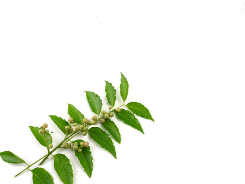 Herbs, Neem leaves and green seeds, isolated on white background.