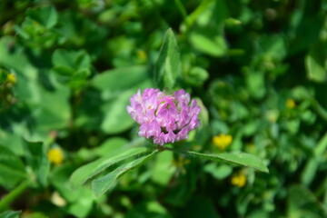 自然の草花たち