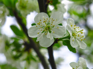 plum tree blossomed in the garden in the spring with white fragrant flowers