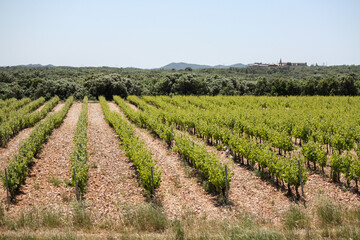 Fototapeta na wymiar Rows of vines in vineyard, Provence, France