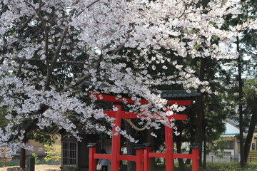 春の日本の神社に咲くサクラの花の様子