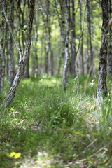 Naklejka premium 新緑の森