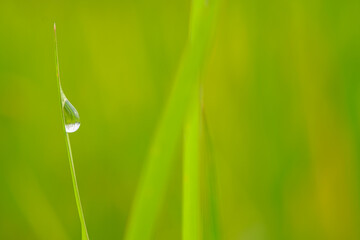 Dew drop purity on green leaf with nature background,In morning