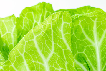 キャベツの葉