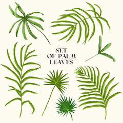 Colorful palm leaves isolated on white background. Set of palm leaves