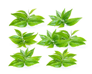 green tea leaf isolated on white