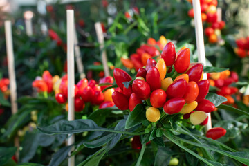 Vasetti di giovani piante di peperoncino in grappolo.