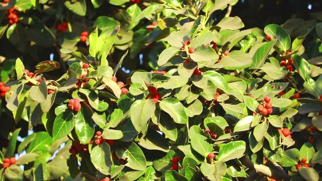 Green Leaves of Banyan tree with red fruits,close up,vad tree