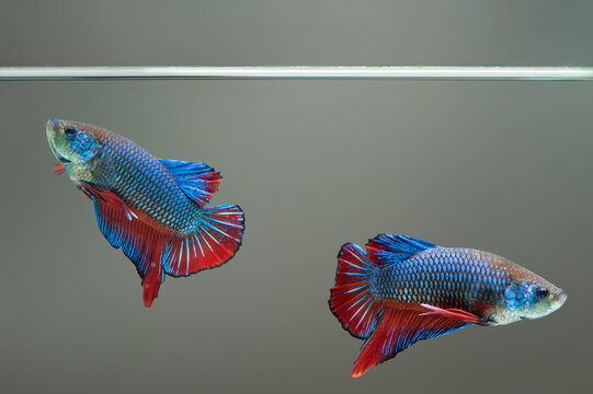 Two Betta fish fancy Siamese fighting fish in fish tank