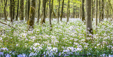 Fototapeta na wymiar a field of wild garlic flowers with white blossoms growing among the trees in a woodland forest 