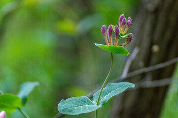A new flower blooming in spring
