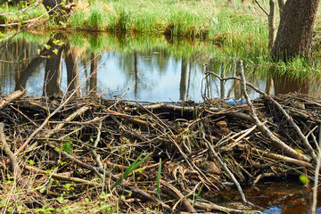 Fototapeta na wymiar Platinum beaver on the river. Beaver platinum. Beaver built a dam. A dam of branches, twigs, trees.