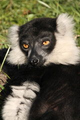 Vari noir et blanc