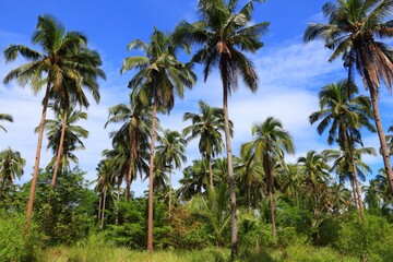 Fototapeta na wymiar Palm tree forest in the Philippines. Palawan island landscape.