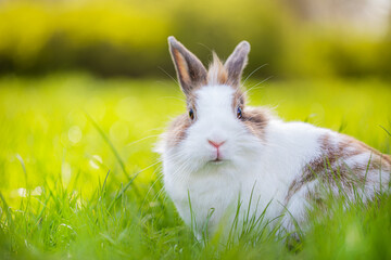Cute bunny in the green meadow in nature. Spring landscape with grass and sun. 