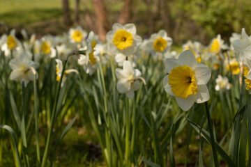 Fototapeta premium weiß-gelbe Narzissen