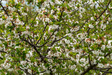 Cherry in Blossom in Spring Time