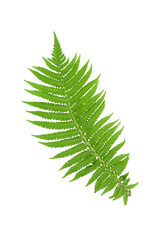 Fern leaf isolated on white background. Fern leaf, Ornamental foliage, Fern isolated on white background, with clipping path
