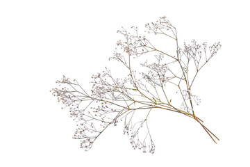 Composition of dried colored flowers on a white background. Top view Image of dried flowers. Romantic flowers. Space for text and design. A greeting card. Isolate Limonium perezii. Kermek. Statica