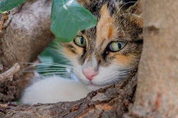 portrait of a cat