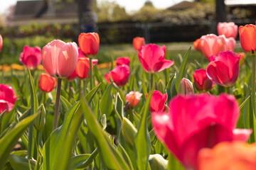 Tulpenfeld in rot und pink