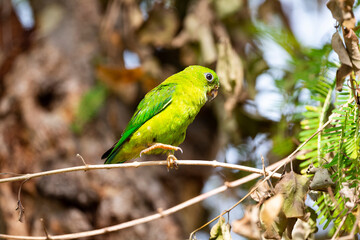 Blue - crowned Hanging Parrot